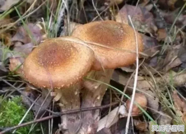 魔兽世界，灌木小鸡宠物全攻略，揭秘地图彩蛋与高效获取途径