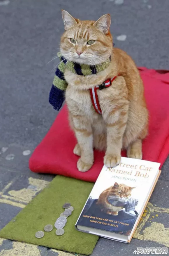 浪人崛起幕后揭秘，团队猫咪动画制作狂热，细节令人惊叹！