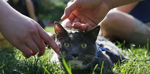 浪人崛起幕后揭秘，团队猫咪动画制作狂热，细节令人惊叹！