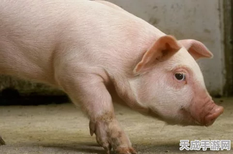 幸福金猪，打造梦幻农场，养猪致富新体验！