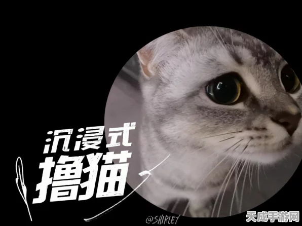 猫之城狂欢，全天候24小时沉浸式吸猫直播大赛即将启幕，萌宠争霸谁主沉浮？
