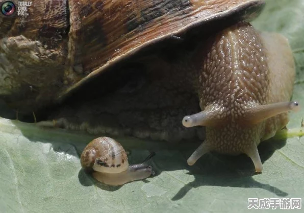 幻塔探索指南，揭秘食腐蜗牛神秘栖息地及捕捉技巧