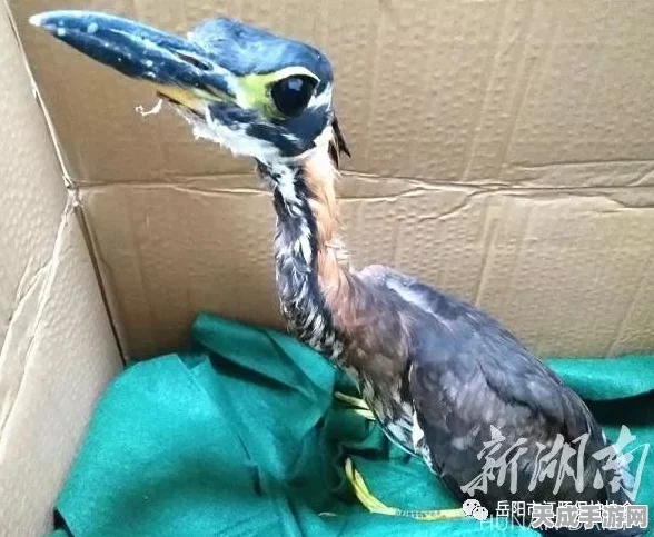 原神动物捕捉全攻略，珍稀鸟类与野生动物位置大揭秘