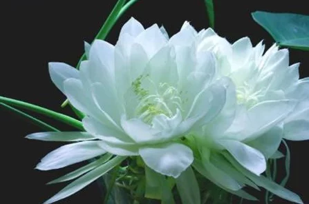 原神探索指南，揭秘忧昙花三大秘境，掌握采集与资源管理精髓