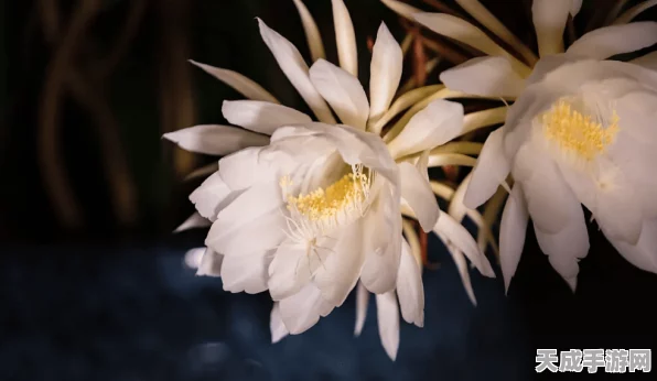 原神探索指南，揭秘忧昙花三大秘境，掌握采集与资源管理精髓