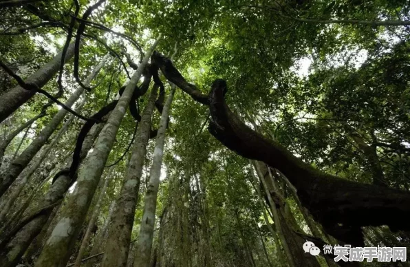 三国志13史实模式，解锁婚姻秘籍，打造你的乱世情缘