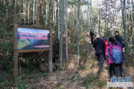 大脚怪森林护林员中文版，探索神秘森林的趣味休闲益智之旅