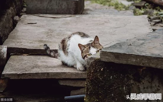 创造与魔法建筑大赛，揭秘屋顶搭建技巧，打造梦幻家园！
