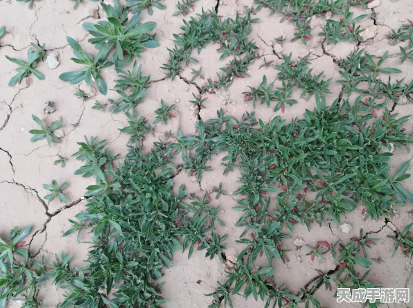 迷你世界草块制作与获取全攻略，打造你的绿色乐园