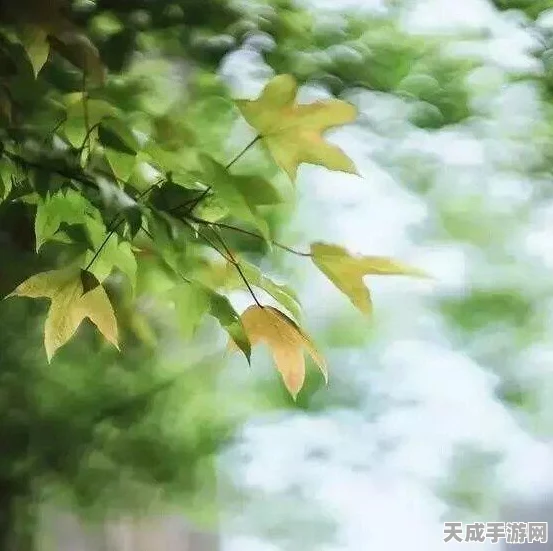DNF手游高效搬砖秘籍，解锁财富与荣耀的双重路径
