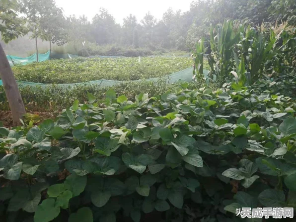 喇叭花绽放新战力！植物大战僵尸2新植物技能深度解析