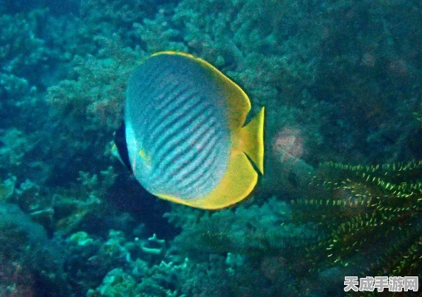 太极熊猫探险揭秘，神秘海域卡场景外应对策略全解析