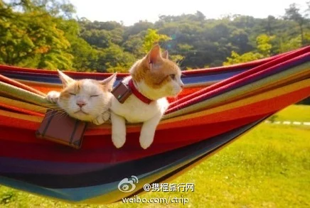 猫咪奇幻探险，创造与魔法开启萌宠旅行大赛