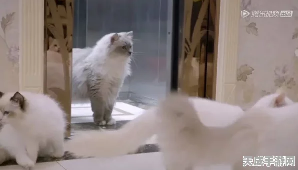 猫咪奇幻探险，创造与魔法开启萌宠旅行大赛