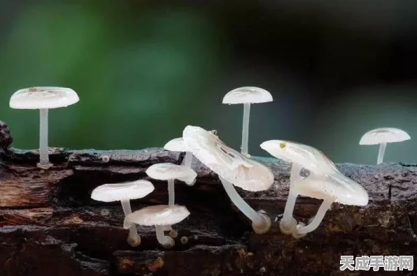 光遇荧光小菇能量恢复任务全攻略，高效步骤与独家技巧揭秘