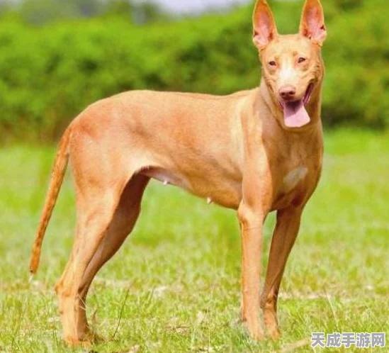 饥荒猎犬丘探险揭秘，冰狗刷新机制全解析