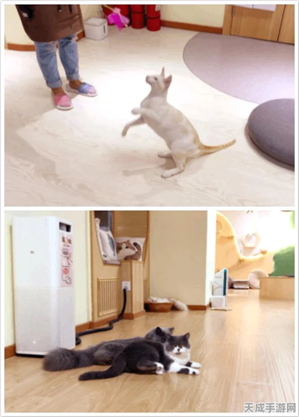 萌宠养成新体验，我爱养猫咪手游深度解析及下载指南