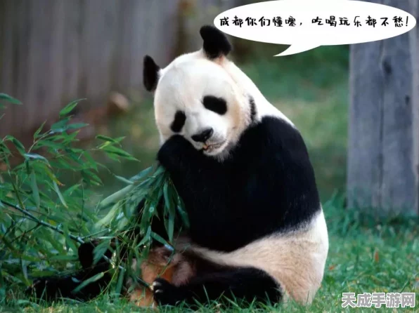 太极熊猫2，守望者深度评测大揭秘，强度排名与资源管理秘籍