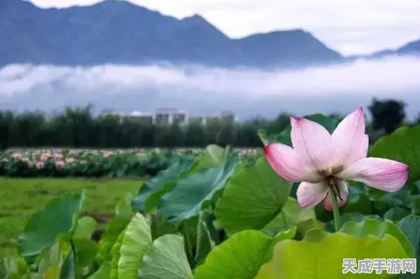 江南百景图荷花池塘兑换攻略，解锁绝美景致，精明兑换秘籍