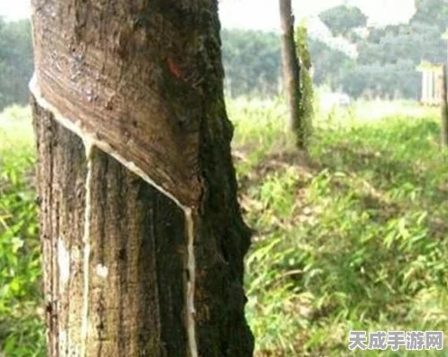 探秘创造与魔法，雨林探险大赛揭幕，雨林位置图独家揭秘