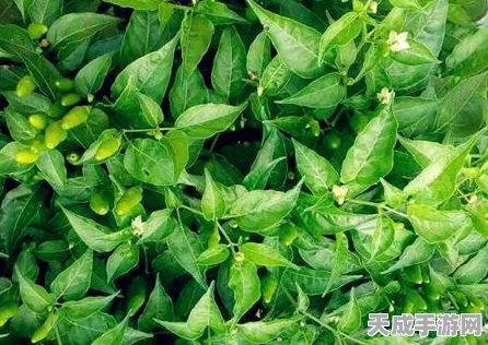 探秘创造与魔法新版本，辣椒位置大揭秘及全新玩法前瞻