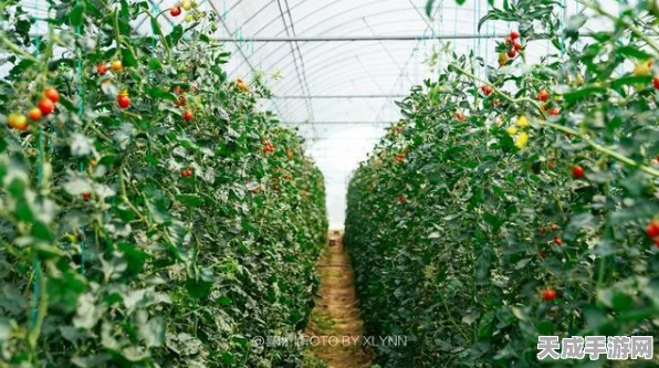 探秘非洲野趣，动物园之星非洲动物DLC震撼登场，全新物种与场景揭秘