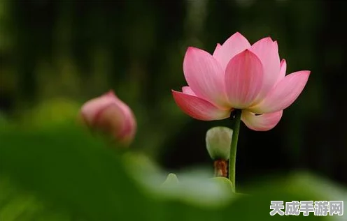 揭秘黑神话，悟空隐藏Boss魔将莲眼挑战攻略与位置探索