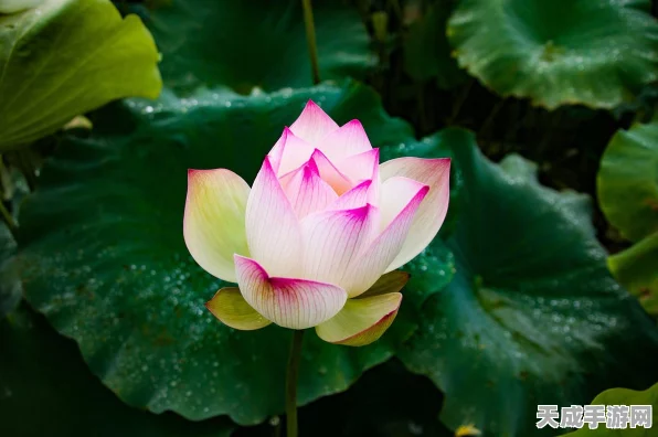 迷雾世界深度攻略，幻境与实景无缝切换秘籍，解锁游戏新境界