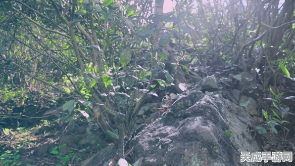 黑神话，悟空君子牌高效获取攻略，解锁隐藏剧情的钥匙！