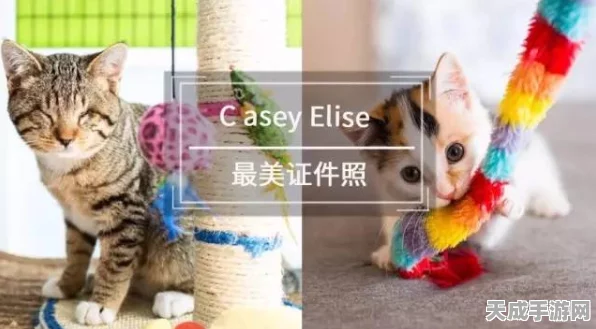 猫之城涂鸦系统全解析，创意无限，打造专属萌宠新风貌