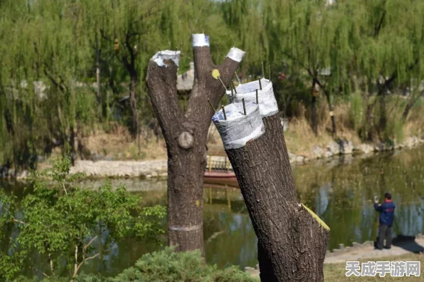 植物大战僵尸嫁接版幕后揭秘，创意大师究竟是谁？