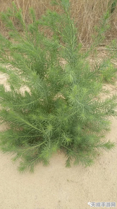 植物大战僵尸，深度解析植物百科，实战管理技巧与价值提升攻略