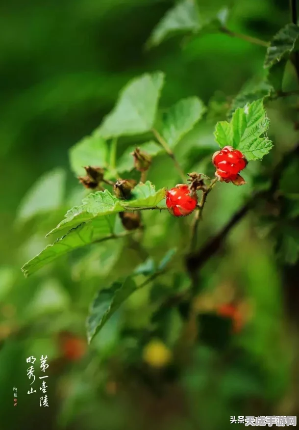 植物大战僵尸，深度解析植物百科，实战管理技巧与价值提升攻略