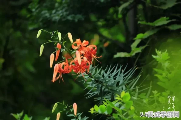 植物大战僵尸，深度解析植物百科，实战管理技巧与价值提升攻略
