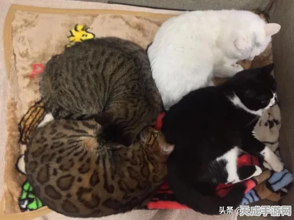 时空猎人3养成材料全攻略，高效获取途径揭秘
