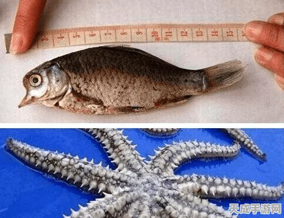 森之国度，揭秘鱼冻珍稀食材的获取秘籍
