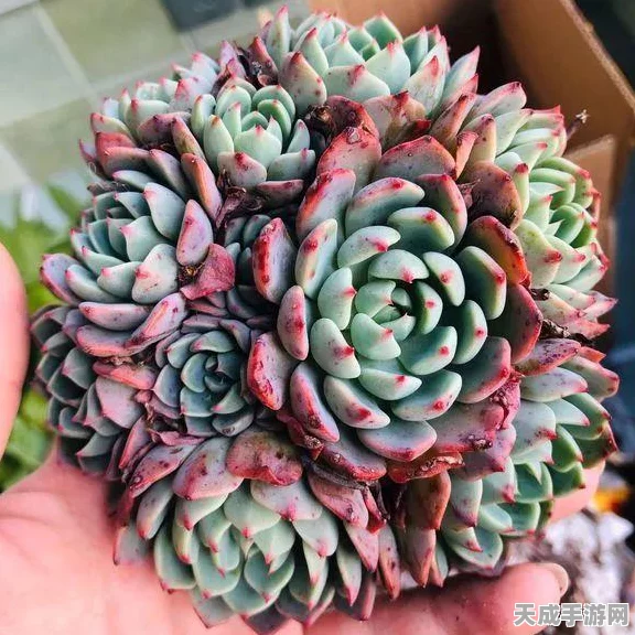 揭秘地下城堡3，魂之诗神秘角色——娜娜身世大起底