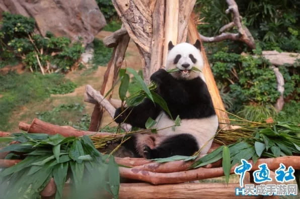 功夫熊猫配角命名揭秘，趣味小故事与角色深度解析