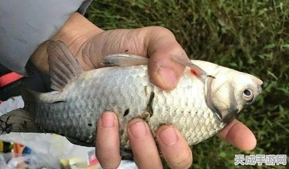 探秘黎明觉醒，高效捕捉白鲦鱼的绝密地点大公开