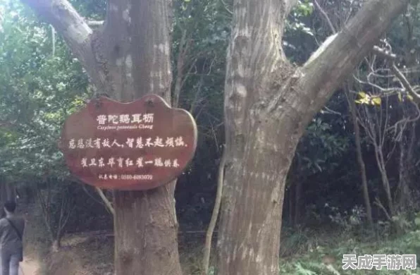 梦幻西游手游，揭秘魔普陀经脉，登顶普陀山实战攻略