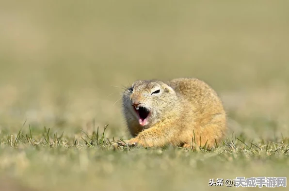 猫和老鼠手游，解锁S级技能全攻略，助你称霸竞技场