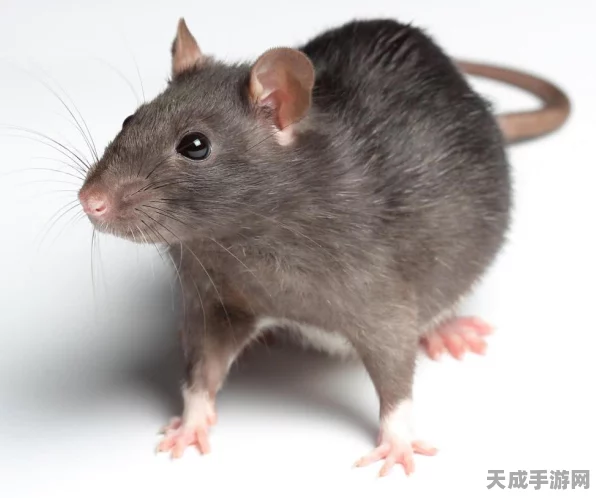 猫和老鼠手游，解锁S级技能全攻略，助你称霸竞技场