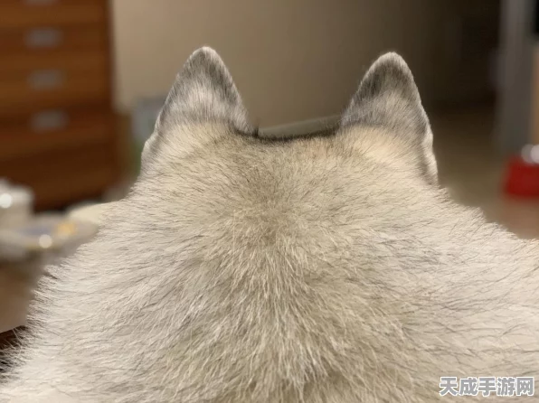 QQ飞车手游，揭秘大大王宠物获取攻略与全面解析