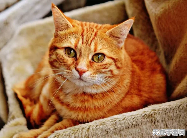 猫之城涂装大赛全攻略，解锁涂装搭配秘籍，打造独一无二创意组合
