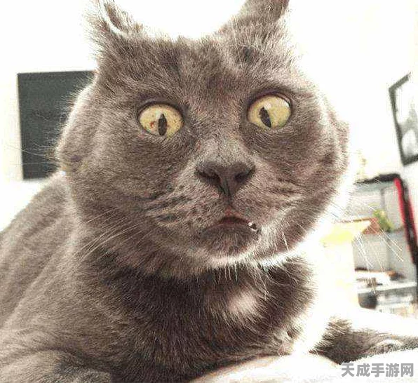 猫之城涂装大赛全攻略，解锁涂装搭配秘籍，打造独一无二创意组合