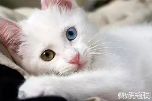 猫之城涂装大赛全攻略，解锁涂装搭配秘籍，打造独一无二创意组合