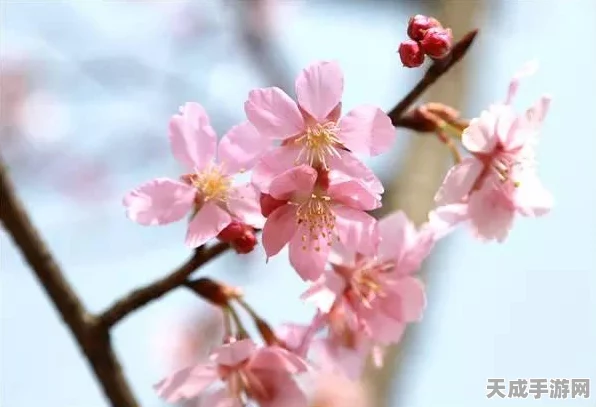 QQ飞车新赛季，白鸽翱翔，解锁赛车秘籍，驰骋赛道不是梦！