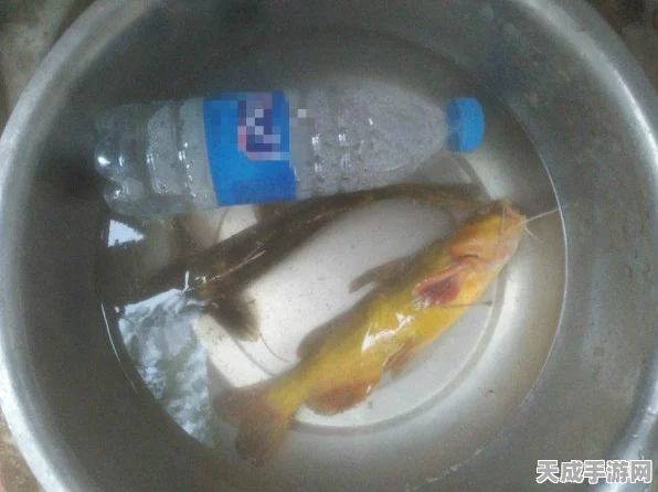 钓鱼大赛来袭！创造与魔法揭秘珍稀钓点，开启捕鱼奇遇