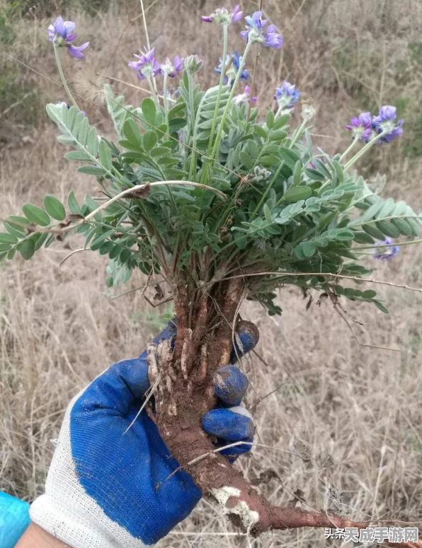 揭秘！口袋妖怪系列中神奇宝贝的总数量及最新动态