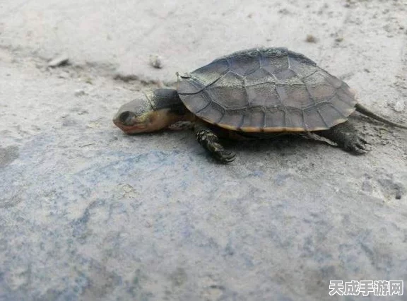 魔兽世界乌龟服一命挑战，职业优选与生存策略全揭秘